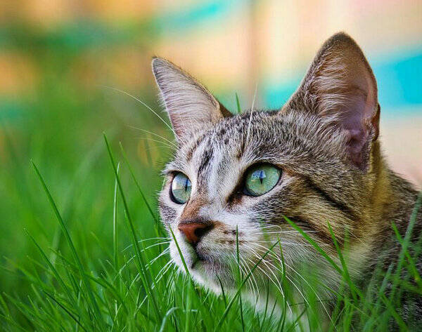 猫的瞳孔变化代表什么