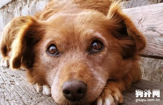 狗狗结膜炎症状- 犬结膜炎原因|诊断|预防及治疗方法