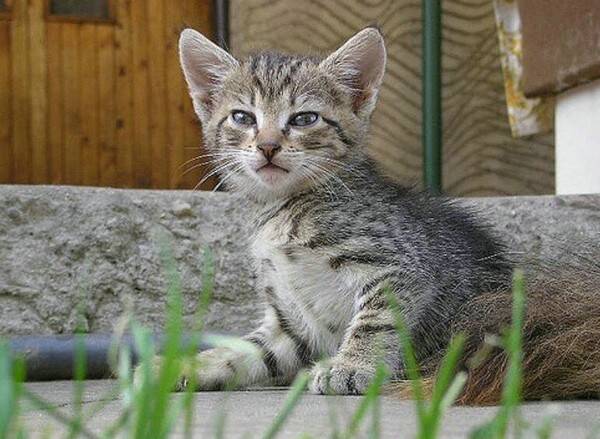 猫禁忌的是什么