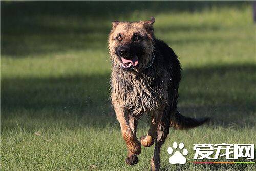 德国牧羊犬喂养的几个要领 幼犬不宜喂牛奶