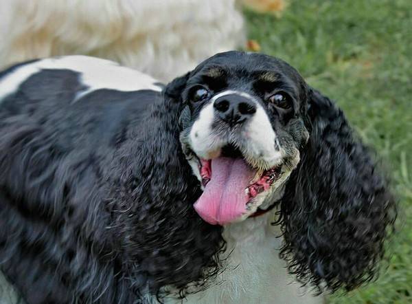 狗贩子一般怎么处理狗