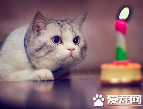 猫抓人怎么办 应对猫咪抓挠的正确反映