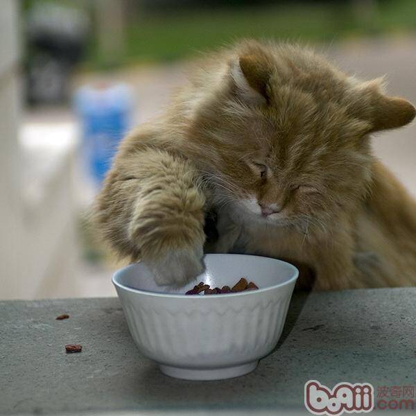 为猫咪挑选食具的方法