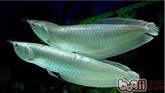 银龙鱼吃什么长得比较快