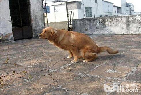 狗狗便秘的原因和改善方法