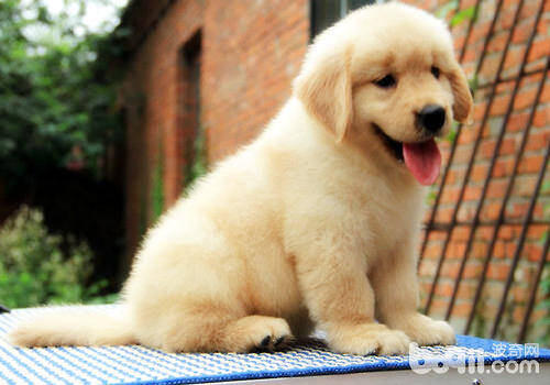 如何让金毛犬的毛色光滑漂亮