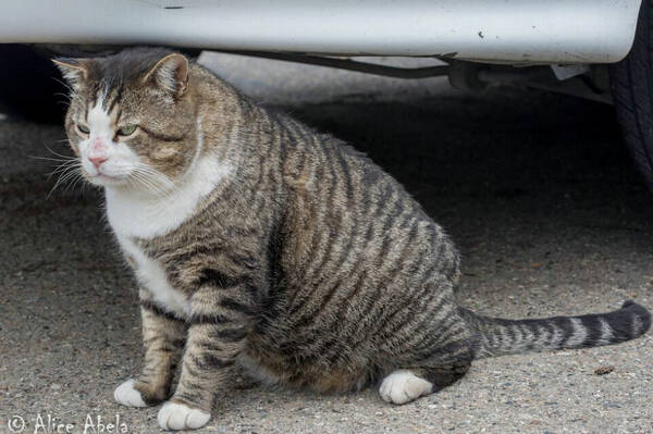 猫不吃饭精神不好怎么办