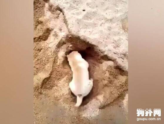 狗狗海边挖沙洞被埋，主人却在一旁笑得直不起腰