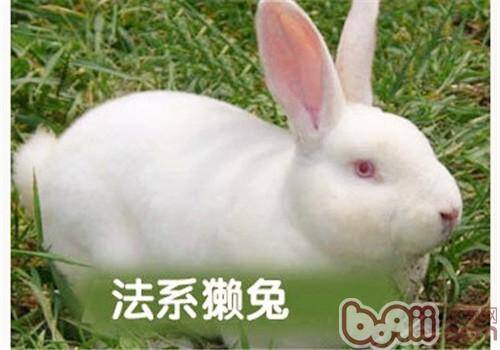 教你巧识法系獭兔