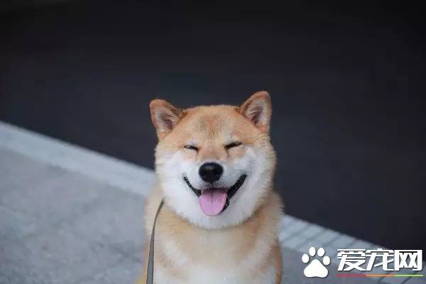 柴犬舌头颜色 柴犬舌头什么颜色最好