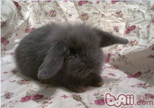宾尼垂耳兔的外貌特征