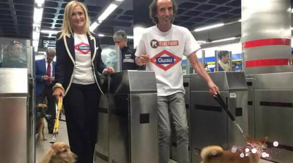 市民可带宠物狗进地铁,宠物狗被5米长巨蟒活吞