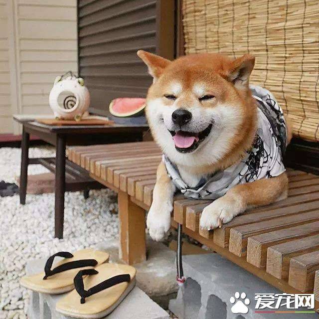 柴犬的饲养方法 饲养柴犬有哪些需要注意的