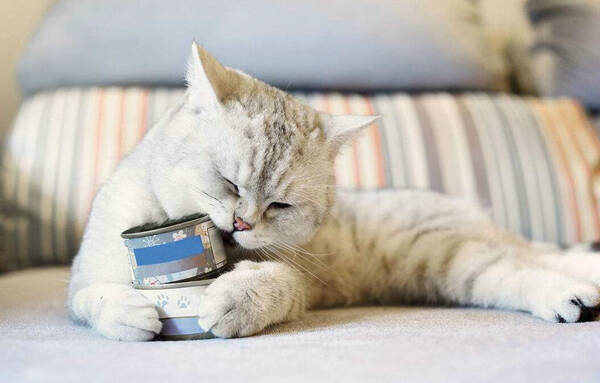 三个月的猫能吃罐头吗