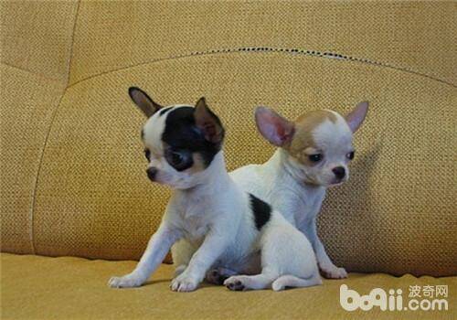 犬巧克力中毒的病因及诊断