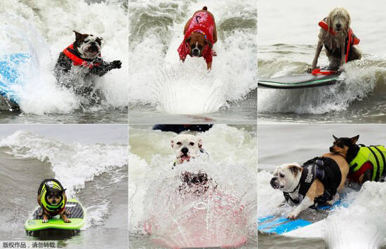 狗狗衣服不能随便给狗狗穿,妙趣横生宠物狗狗冲浪大赛