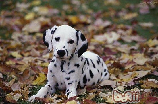 斑点狗平常护理包括哪些内容