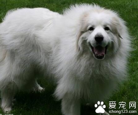 大白熊怎么样 该犬性格比较稳重