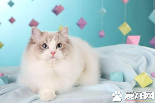 布偶猫失格标准 布偶猫原来这么多“选美”标准