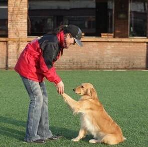 狗狗为什么那么容易就学会握手