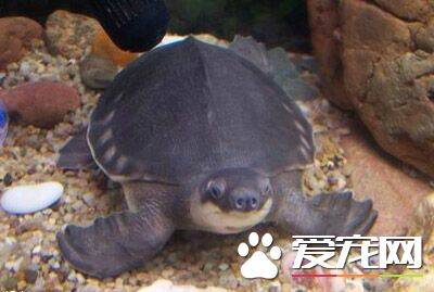 猪鼻龟吃什么长的快 猪鼻龟是典型的杂食动物