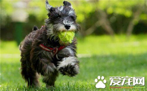 雪纳瑞幼犬多大加食物 三月龄时可以加食物