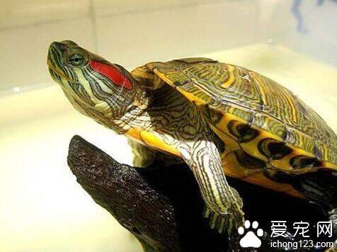 巴西龟吃什么 食物要有营养才能让它长得快