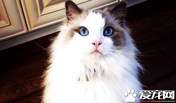 布偶猫眼睛变色  布偶猫眼睛颜色变了原来这么多原因