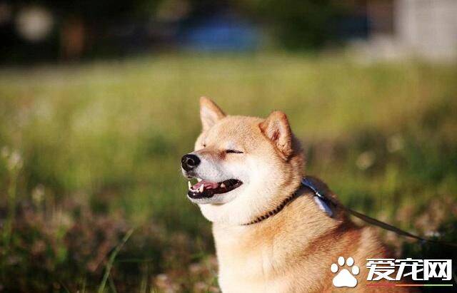 柴犬耳朵间隔很大 柴犬不纯正耳朵有什么表现