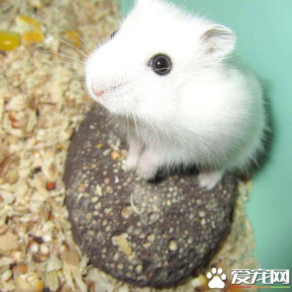 银狐仓鼠咬人吗 银狐仓鼠不怎么咬人