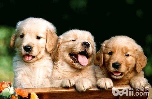 金毛犬好训练吗？要怎么训练？