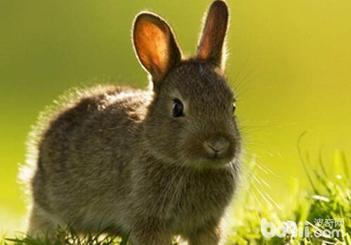 如何让兔子被毛健康生长