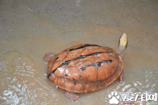 野生金钱龟的习性 金钱龟活动期在什么时候