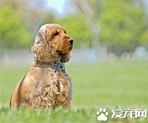 英国可卡犬怎么养 每天需喂食肉类250到350克