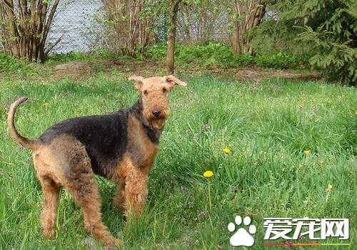 万能梗犬有纯黑色的吗 背部通常为黑色或灰色