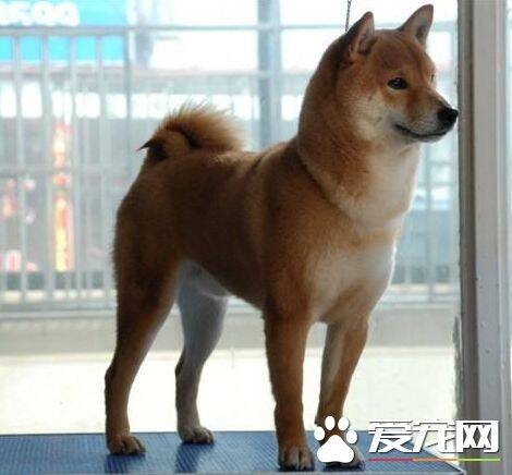 柴犬不好养的理由 没想到柴犬居然这么难养