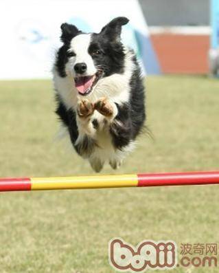 如何训练狗狗站立,训练宠物狗学会跳高的方法