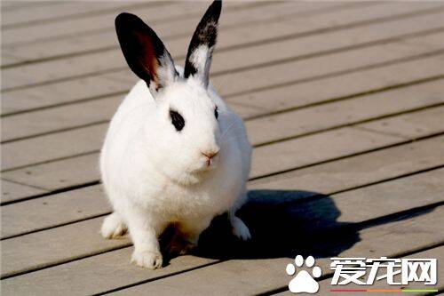 兔子喜欢吃胡萝卜吗 胡萝卜是兔子的最爱