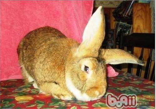 什么兔子长不大？