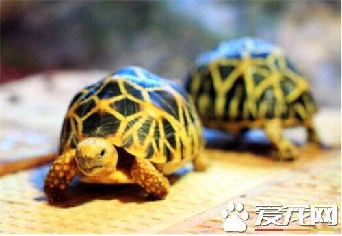 缅甸星龟饲养 陆龟需要粗质的高纤维食物