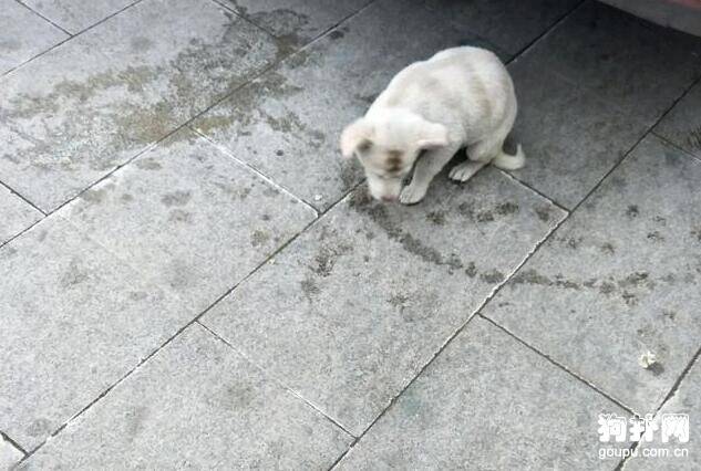 大学校园来了只流浪狗，保安欲驱之，学生：我们养它！