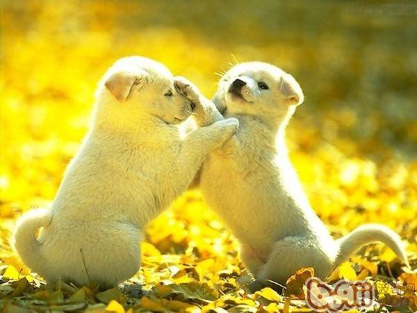 秋季狗狗皮肤瘙痒全面解析