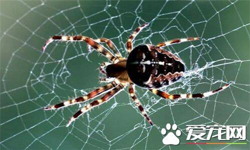 高脚蜘蛛有没有毒 高脚蜘蛛有一定的毒性