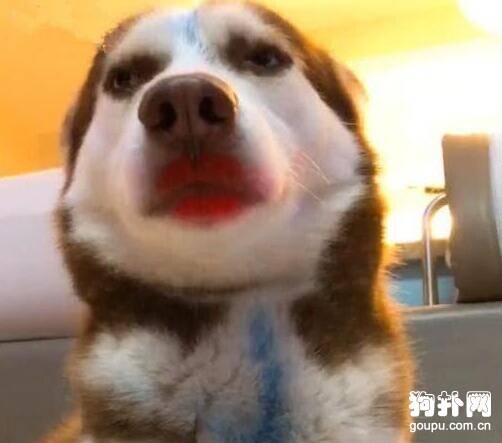 狗狗被画上大红唇，表情淡定，气质高冷！