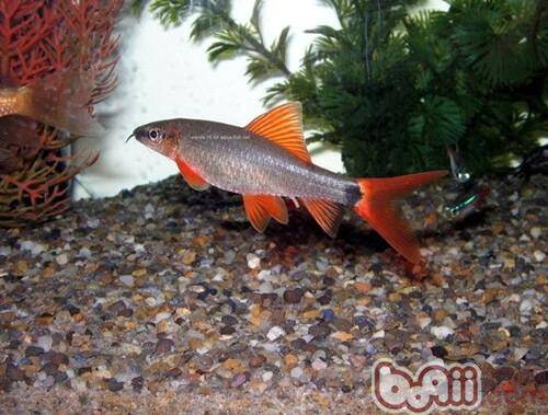 彩虹鲨的外形特点