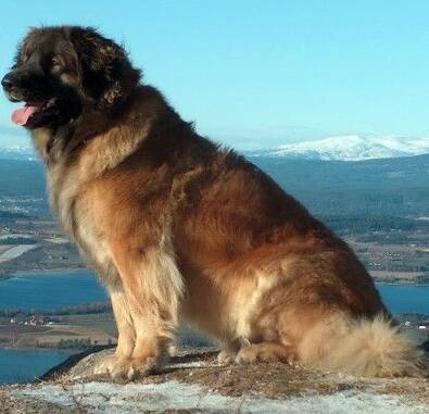 兰波格犬的形态特征 此犬体型高大