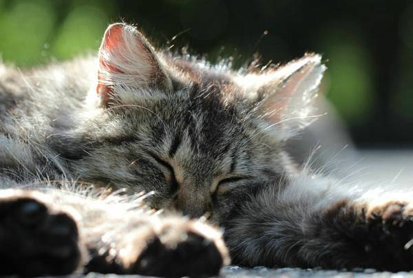 刚出生小猫怕热吗