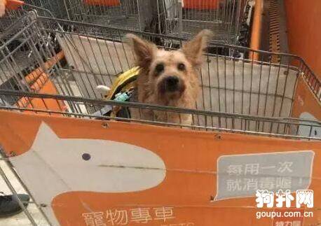 小朋友想摸网友家狗狗，孩子爸爸的话让网友疯狂打call