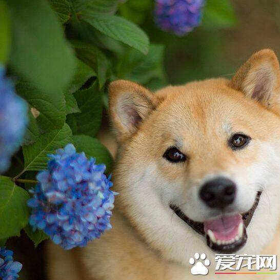 柴犬的优点和缺点 柴犬适合家庭饲养吗