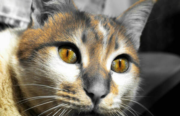 猫咪生病的症状